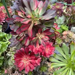 yu-Ko jukito様 リクエスト 3点 まとめ商品