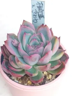 2026年最新】おらいさんの人気アイテム - メルカリ