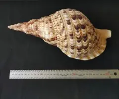 ホラ貝 法螺貝 30cm超のサムネイル
