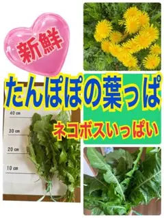 たんぽぽの葉 採りたて発送 無農薬 ネコポスいっぱい うさぎ 小動物 