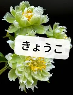 きょうこ.。。。 Mサイズ 2枚 nfs19