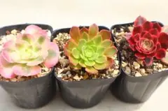 216 多肉植物 アエオニウム 抜き苗 4種セット - メルカリ