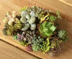 多肉植物　カット苗セット　④