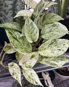 セロニー様 リクエスト 2点 まとめ商品