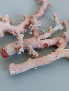 血赤珊瑚 枝 高知県産