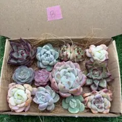 多肉植物　カット苗　詰め合わせ