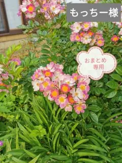 マナーベルト2点　もっちー様専用ページ