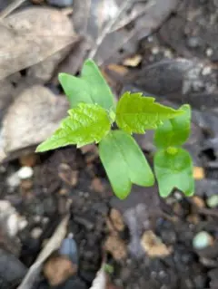 はなな様 リクエスト 3点 まとめ商品