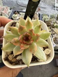 Top【選抜株】多肉植物 360929ブラックローズ錦 24個 鉢無し/脱土