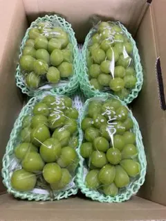 山梨県笛吹市産シャインマスカット 3房 1k以上 クール便 じゅん様専用