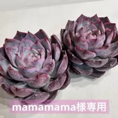 mamamama様専用シーウィード 2苗セット ① コンパクトボックス発送