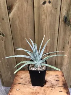 ③ ディコトマ 5本 実生 抜き苗発送 アロエ Aloe dichotoma ① ディコトマ 5本 実生 抜き苗発送 アロエ Aloe dichotoma - メルカリ
