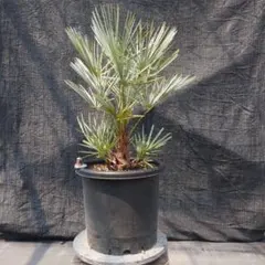 チャメロプスフミリスセリフェラシルバーリーフ細葉タイプ美形株