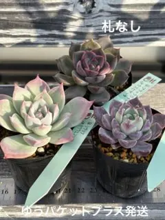 2025年最新】miyaさん苗の人気アイテム - メルカリ