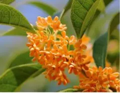さくらの花の思い出様 リクエスト 2点 まとめ商品