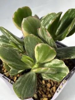 ジンたろ様 リクエスト 3点 まとめ商品