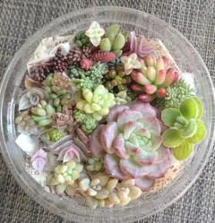多肉植物　寄せ植えセット　カット苗　多肉弁当