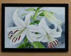 【絵画】ボタニカルアート　「カサブランカ　純白の貴婦人」原画 絵画】ボタニカルアート 「カサブランカ 純白の貴婦人」原画 - メルカリ