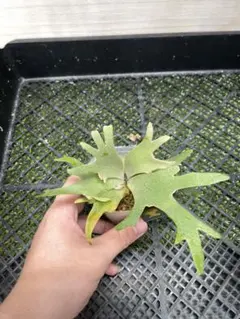 ビカクシダ P. willinckii 