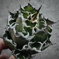 2026年最新】agave シーザーの人気アイテム - メルカリ