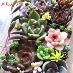 2025年最新】札落ち韓国苗の人気アイテム - メルカリ