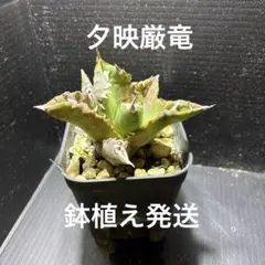 kazutake様 リクエスト 3点 まとめ商品