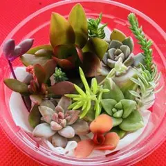 ②寄せ植えセット カット苗 詰め合わせ 多肉植物
