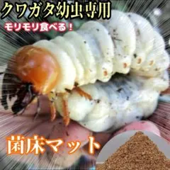 幼虫が巨大化します！ヒマラヤひらたけ発酵マット☆産卵にも抜群