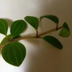 ワンワン様 リクエスト 3点 まとめ商品