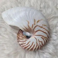 2026年最新】オウムガイの殻の人気アイテム - メルカリ