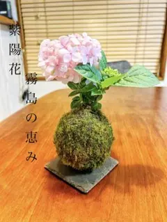 直美 様専用★あじさい　霧島の恵み苔玉★エンドレスブーケ★きれい★まんまる母の日