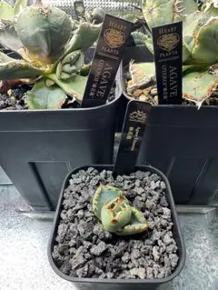 2026年最新】麻花龍の人気アイテム - メルカリ