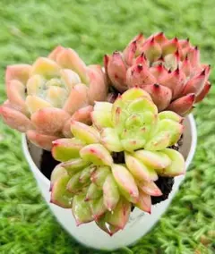 ♡ミミ♡《プロフ必ずお読みください！》様 ご専用　3点 まとめ商品　割引70円