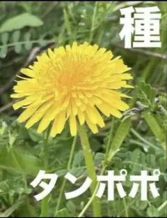 2026年最新】たんぽぽの人気アイテム - メルカリ
