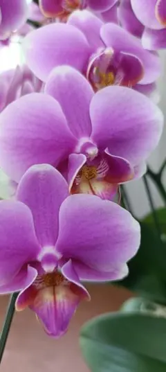 洋蘭 原種 Phal. schilleriana フラスコ苗 - メルカリ
