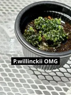 P.willinckii OMG 前葉体 胞子体 ビカクシダ 44 - メルカリ