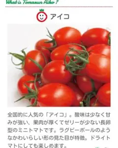 愛知県産 アイコとまらん♪ミニトマト ハリ・肉厚・甘味・食べた感の4
