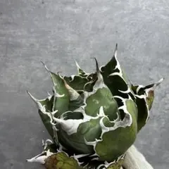 2025年最新】アガベ 大株の人気アイテム - メルカリ