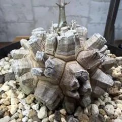 D4　亀甲竜　大株　塊根植物　コレクション株のサムネイル
