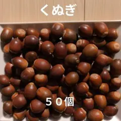 くぬぎ　５０個　煮沸済み　どんぐり　木の実　2〜2.5cm程