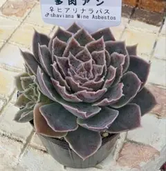 エケベリ屋 札付き✡️ラパス×ヒアリナ✡️ 多肉 抜き苗 つぶつぶ屋 エケベリ屋 札付き✡️ラパス×ヒアリナ✡️ 多肉 抜き苗 つぶつぶ屋