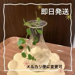 2026年最新】ぺぺロミの人気アイテム - メルカリ
