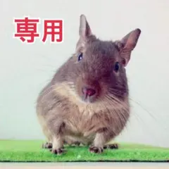 デグーお布団2枚組