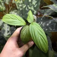 Homalomena rex 'Guiro' ホマロメナ レックス - メルカリ