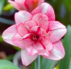 札落ち❣️お買い得セット どちらの花が咲くかはお楽しみ アマリリス