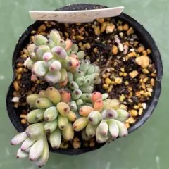 美苗‼️群生株‼️多肉植物 セダム クラウゼン錦 抜き苗3 - メルカリ