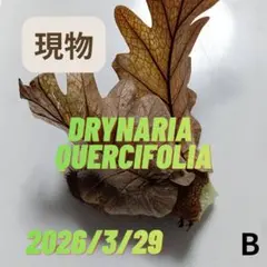 B　ドリナリア　クエルシフォリア　株分け直後・期間限定出品（現品）のサムネイル