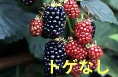 ブラックベリー苗木
