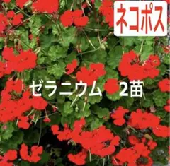 ゼラニウム　2苗　【ネコポス】20のサムネイル