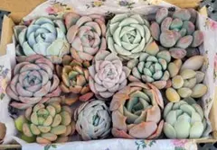 多肉植物詰め合わせ⑱ カット苗 寄せ植えセット 多肉弁当